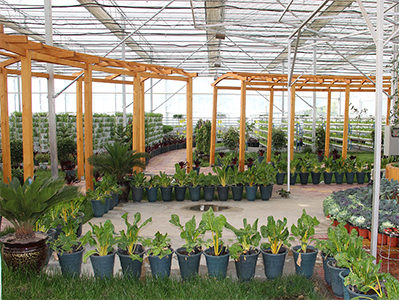 Greenhouse soilless culture