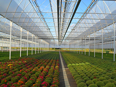 Fully open film greenhouse