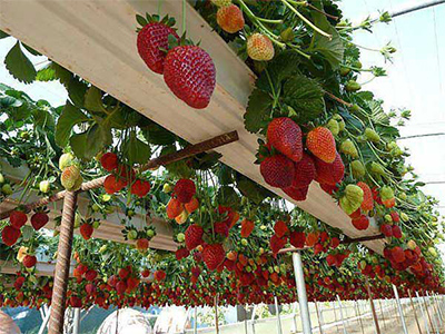 Strawberry Waterfall