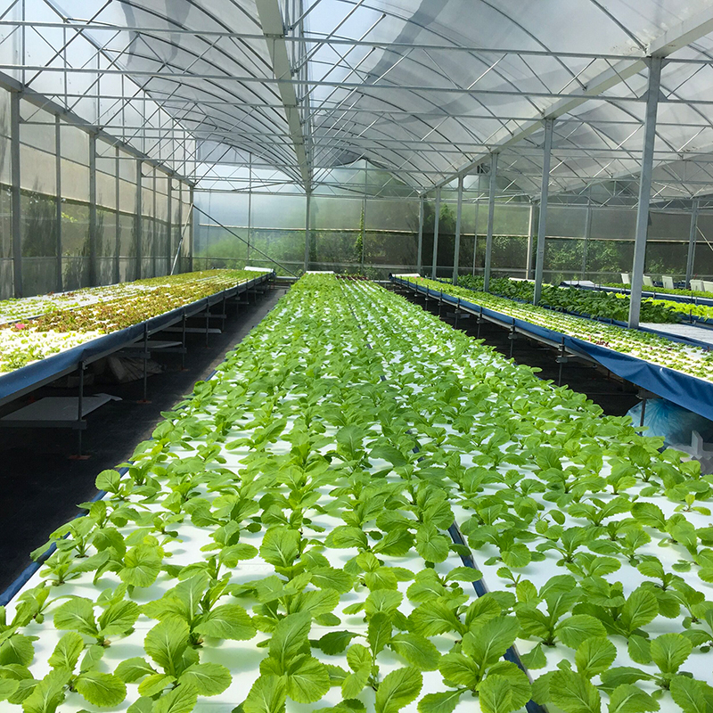 NFT growing system